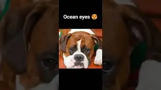 guess my favourite dog breed 🤭. #boxerdog