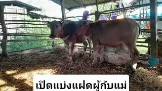 EP4 เปิดแบ่งแฝดผู้กับแม่ 16500 ส่งฟรี100โล สนใจโทร0802577497