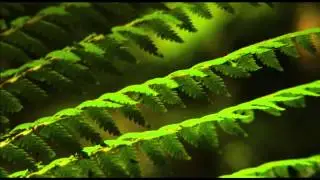 The Rare Trees of Barrington Tops National Park