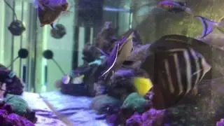 Vampire Tang Colour Change With Mood