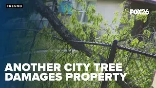 Homeowner loses battle with City Hall over fallen tree branch