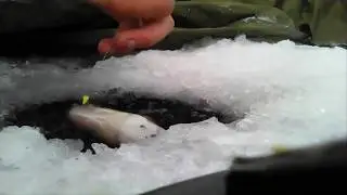 Оз. Басановка! Очень толстый лед! Крупный чебак! Жерлицы! Щука!