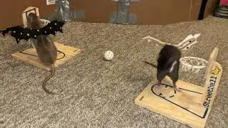 My smart pet rats Coffee and Cracker playing vs basketball in costume!