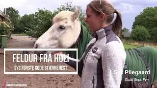 Sys Pileg&aring;rd - videoportr&aelig;t