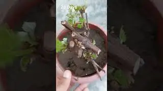 Grow grapes from cutting with 34 Days update. अंगूर को कैसे लगाये cutting से। #Gardening #Farming