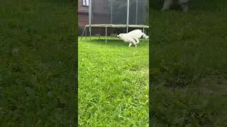How Do Dogs Play? Playing Behavior Explained #music #song #labrador #doglife #happy #funny #shorts