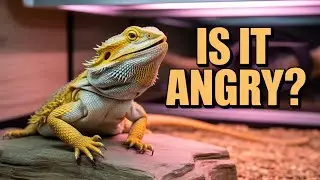 UNLOCK Your Bearded Dragon's SECRET Language! (7 Signs You MUST Know)