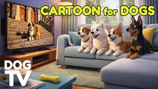 Cartoons for Dogs to Watch: Relaxing Videos to Help Dogs Stay Calm Alone🐾 Music for Dogs