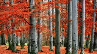 M&Uacute;SICA ELIMINA LARVAS E PARASITOS ENERGETICOS Y AHUYENTA A MALOS ESPIRITUS DE TU ENTORNOoriental mus