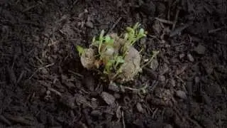 Seedballs Timelapse - Gorilla Gardening Seedbombs
