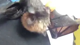 Orphan Annie - Flying-Fox baby.