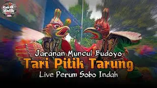 Tari pitik tarung spesial menjelang Ramadhan Muncul Budoyo live Perum Sobo Indah Banyuwangi