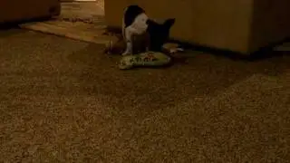 Clover Valley Ratitatt Sparkles Rat Terrier Female Puppy 8weeks playing AVAILABLE.AVI