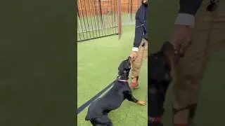 ⁠@IronSharpK9Training Got BIT by a  Rottweiler!!!