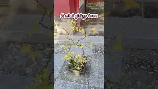 A mini ginkgo tree