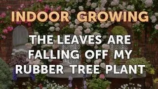 The Leaves Are Falling Off My Rubber Tree Plant
