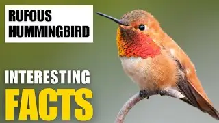 What Are the Most Interesting Facts About  Rufous Hummingbird? | Interesting Facts | The Beast World