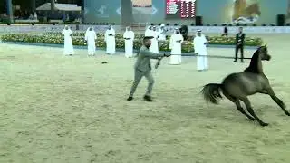 191 - AZZ AL KUMATE - AJMAN ARABIAN HORSE CHAMPIONSHIP 02 - 04 January  2026