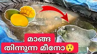 മാങ്ങ🍋 തിന്നുന്ന മീനോ 😲 | നമ്പൂതിരി | Giant Gourami | WATER MAN #waterman #giantgourami #monsterfish