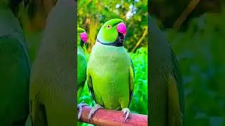 How to attract Parrots to your balcony | Indian Wild Parrots #shorts