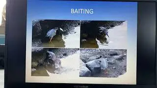 94   Birds use tools