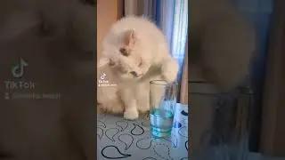 Funny video. Cat drinks water from a glass with a paw