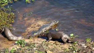 Otters vs Caiman