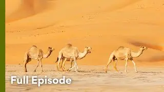 Meet Fierce Predators and Prey of Arabia | Arabian Inferno 101
