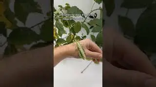 Fun fact of the day: leaf insects can fly! #nature #insects #cute #biology #fly #fyp
