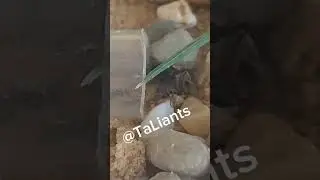 Ants vs fly #colony #ants #mieren #antslife #fly