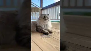 Упс 😅 #юмор #кошки