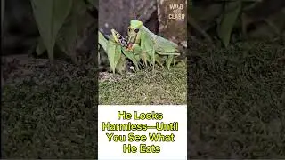 He Looks Harmless&mdash;Until You See What He Eats #wildclash #insectfight #shrimppower