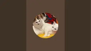 Beautiful Italian cats🇮🇹 is live