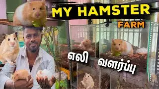 Hamster Breeding Tips | My Hamster Farm| Explain A2Z | balasvoyage