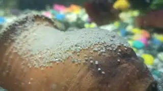 Red jewel chiclid breeding to fry full update 3rd day after laying eggs