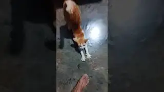 Kucing kampung pada ngumpul di tengah malam