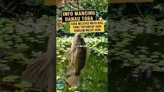 Info spot Mancing Danau Toba yang lagi viral Cara melepas mata kail yang tertancap jauh dimulut ikan