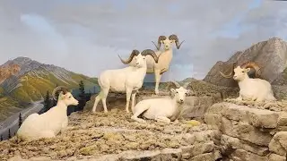 THE ALPINE TUNDRA at Milwaukee Public Museum