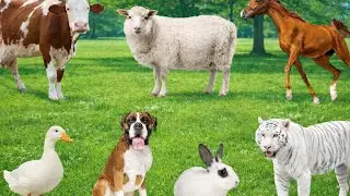 Animal Farm 4K | Learn Animal Names and Sounds for Kids |  Cat,cow, monkey,Duck,Camel,Bull,Pig