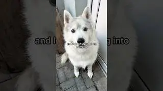 Lazy Husky Morning: Slow Stairs, Confuse  Akim & Mini Success #husky #huskydog