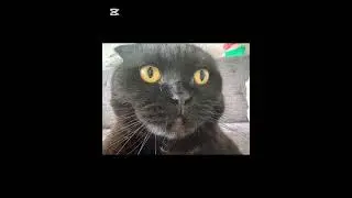 #cat #макияжнановыйгод #хэллоуин #мем #новогоднеевидео #duet #кот #явернулась