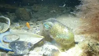 Rye Pier night scuba dive
