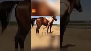 This Horse Went Viral After This Video #animals #viralvideo
