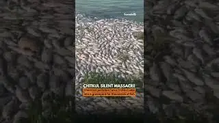 Tragedy is unfolding at Chitkul Lake near Hyderabad #ToxicWaters #PollutionCrisis #saveourlakes