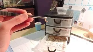Mealworm Breeding DIY