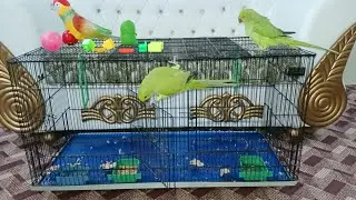 My Parrot 🦜🦜🦜 Playing In My Room Freely | @WeBelongToNature