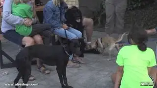 Dogs Are Social Animals