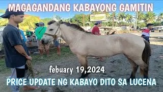 Magandang Kabayo na Binibenta dito sa Lucena Auction