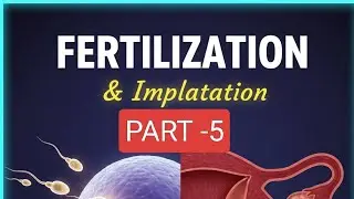 Human reproduction (fertilisation and implementation)part 5