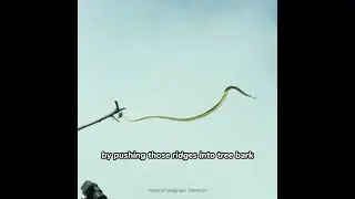 FLYING SNAKE